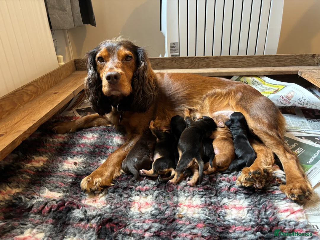 Sprocker dogs for sale: Sprocker puppies in Sandy - Advert 2