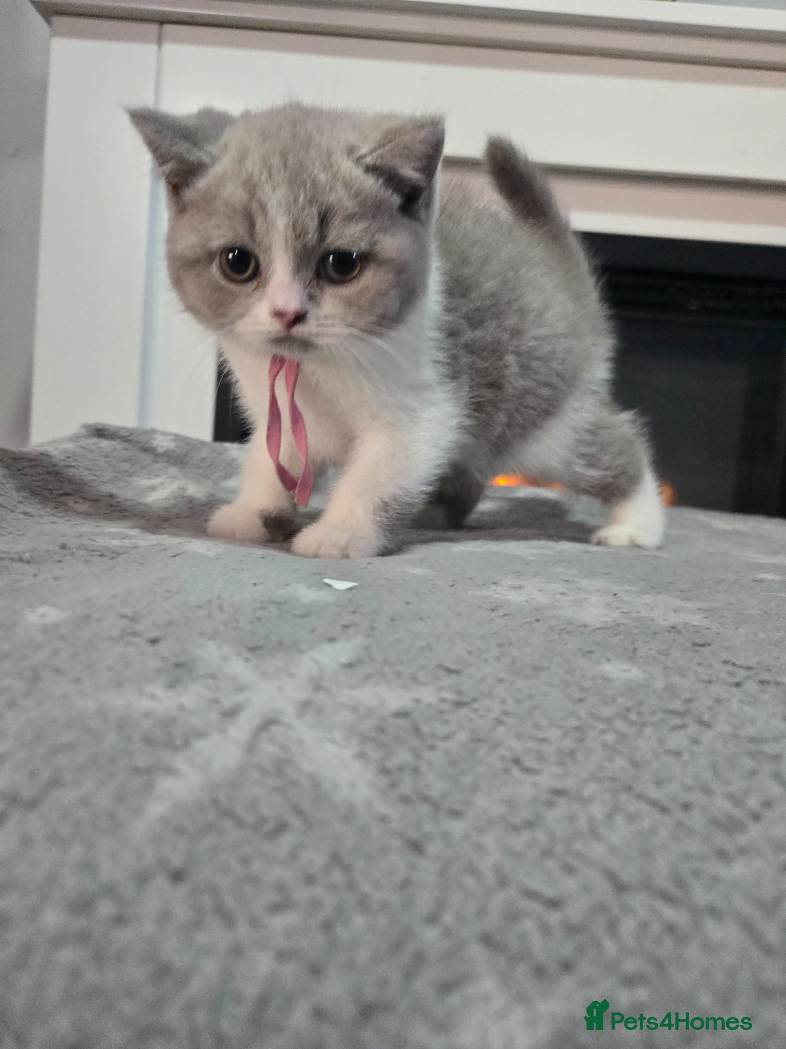 British Shorthair cats  british short hair 2 boy 2girl  ready now - Advert 1