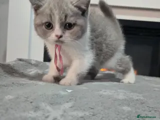 British Shorthair cats british short hair 2 boy 2girl ready now - Advert 1