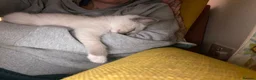Ragdoll cats for sale: Healthy, strong Ragdoll kittens  in Wotton-under-Edge - Advert 4