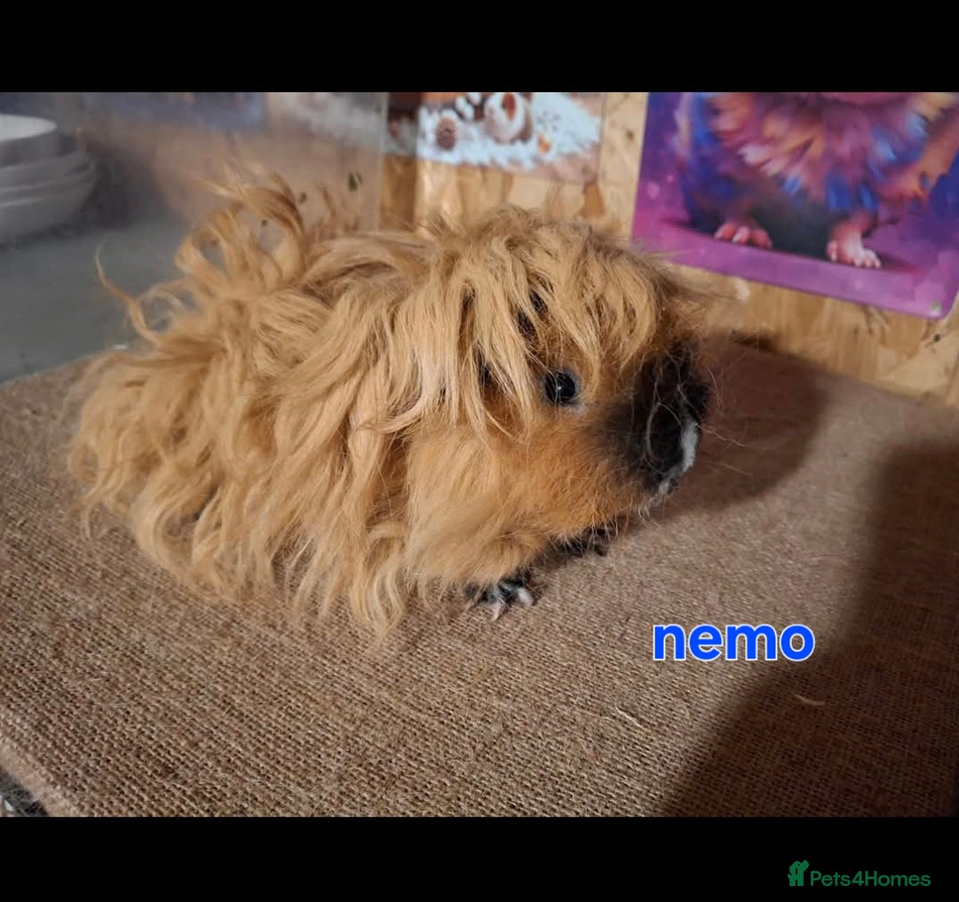 Guinea Pig rodents for sale: Lunkarya - Advert 1