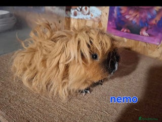 Guinea Pig rodents Lunkarya - Advert 1