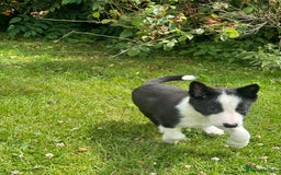 Border Collie dogs for sale: BORDER COLLIE PUPS 1 BOY LEF - Image 11