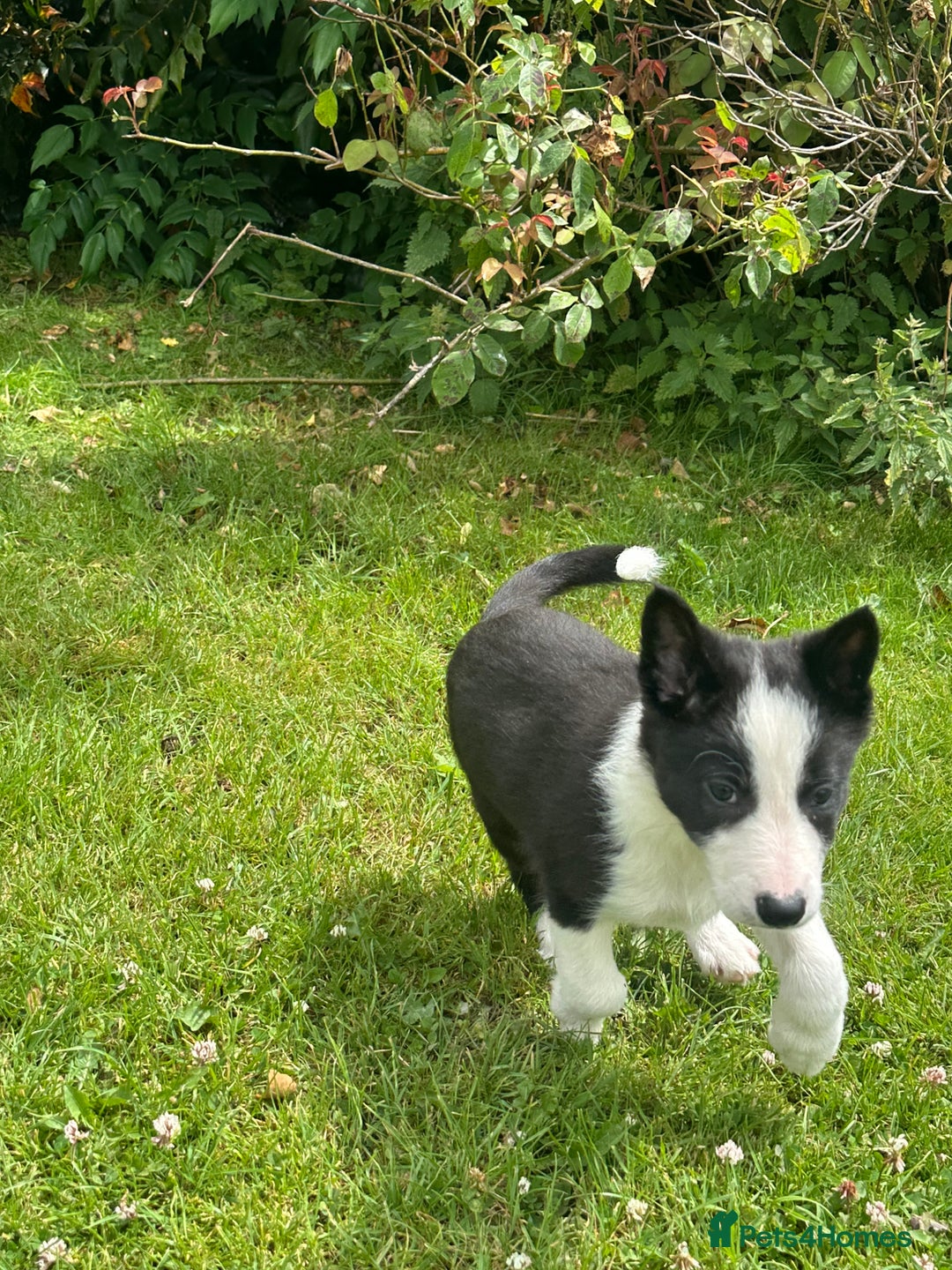 Border Collie dogs for sale: BORDER COLLIE PUPS 1 BOY LEF - Image 11