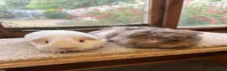 Guinea Pig rodents for sale: Sweet Baby Guinea Pig Boars - Self and Peruvian - Advert 2