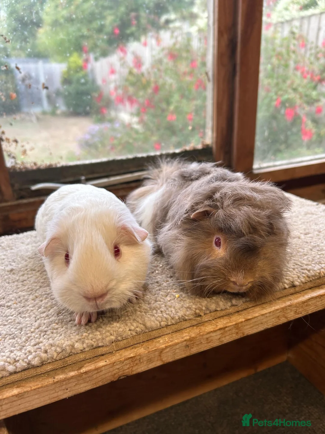 Guinea Pig rodents for sale: Sweet Baby Guinea Pig Boars - Self and Peruvian - Advert 2