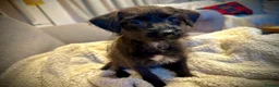 Chipoo dogs for sale: Chipoo Puppies - 2 girls left! £800 - Advert 2