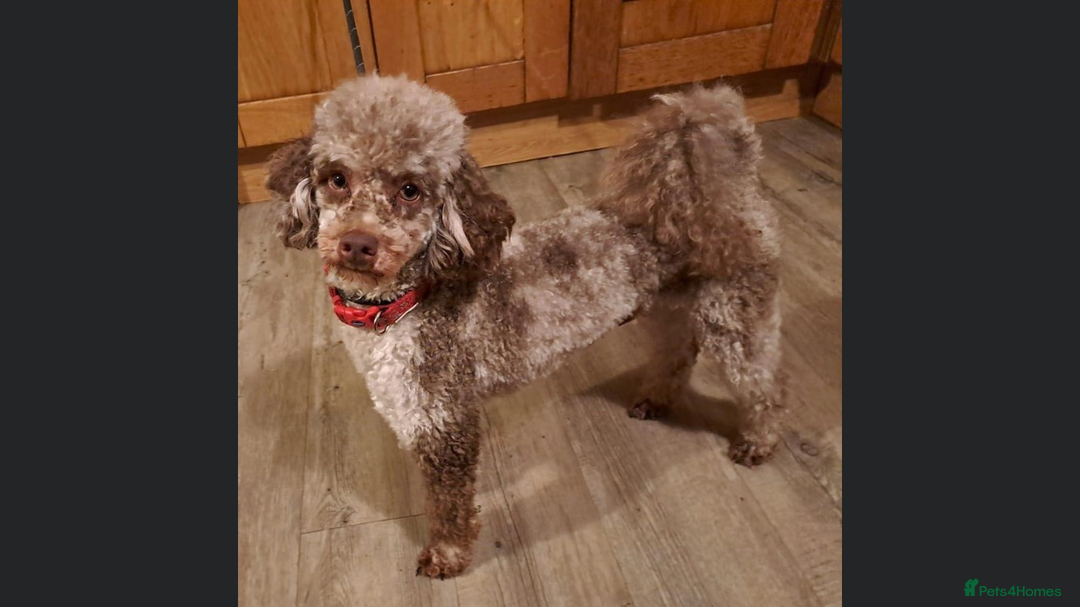 Mixed Breed dogs for sale: Cadoodle Puppies for sale - Advert 3