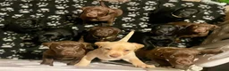 Labrador Retriever dogs for stud: PROVEN, KC REG,HEALTH TESTED LABRADOR FOR STUD - Advert 33