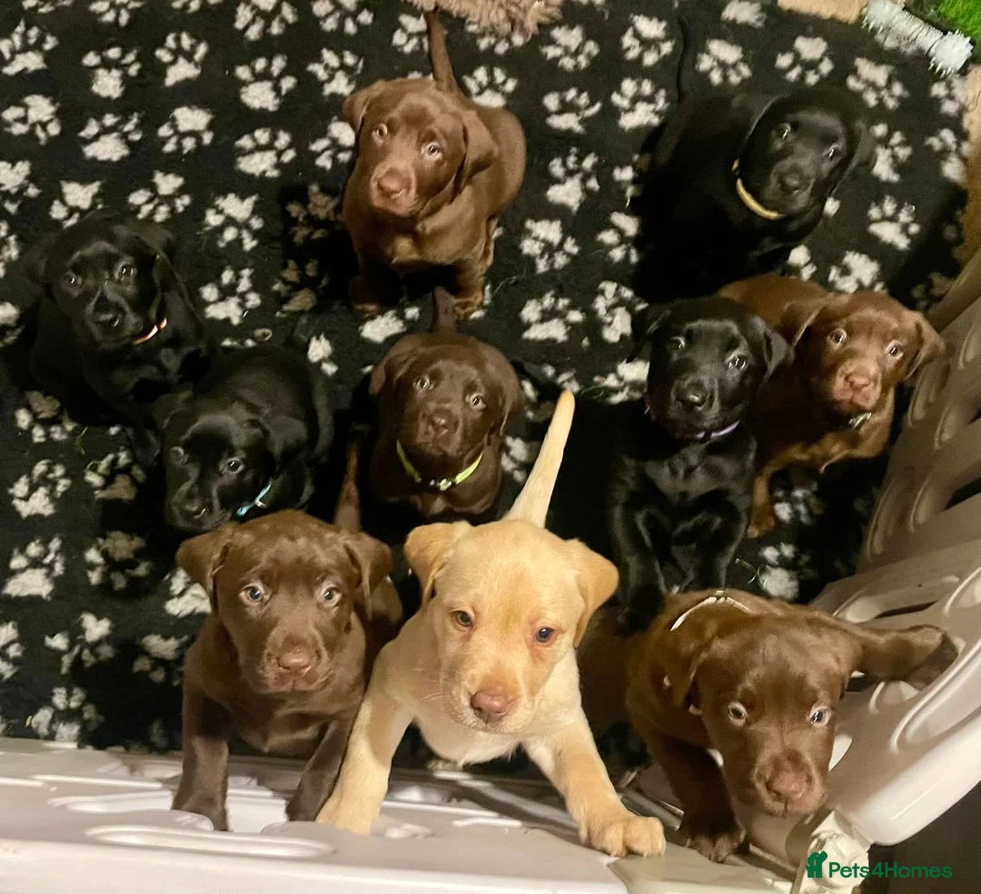 Labrador Retriever dogs for stud: PROVEN, KC REG,HEALTH TESTED LABRADOR FOR STUD - Advert 33