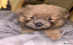 Chow Chow dogs for sale: Merle Chow Chow Pups 🐻 - Image 30