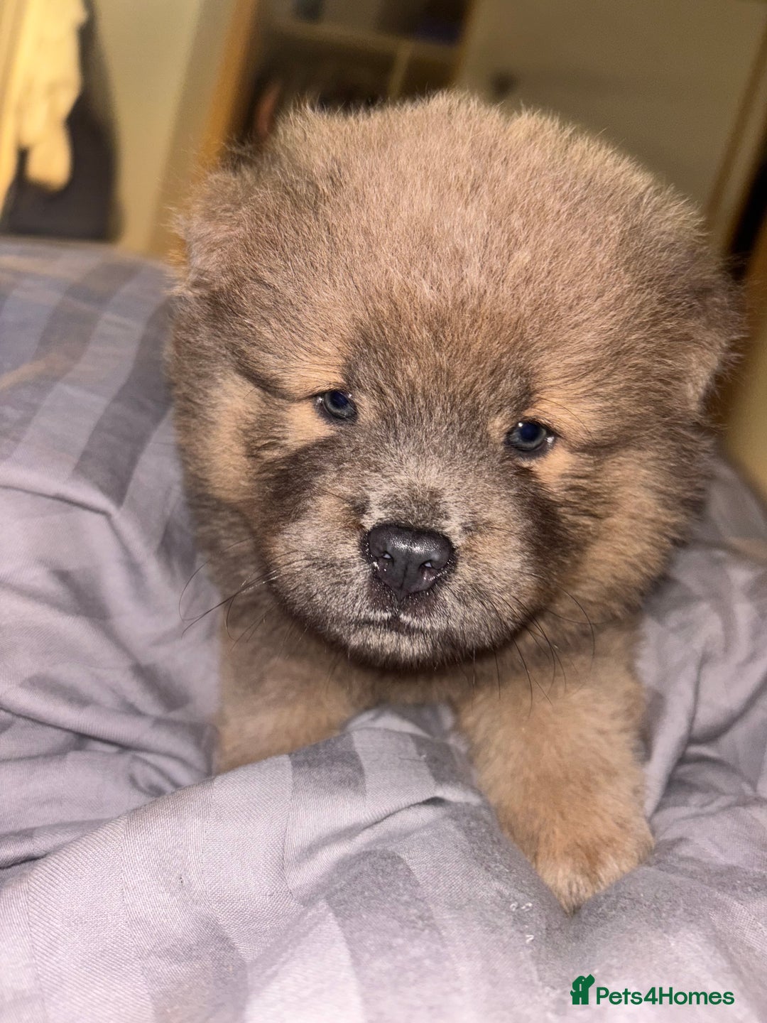 Chow Chow dogs for sale: Merle Chow Chow Pups 🐻 - Image 30