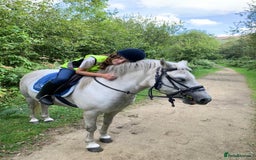 Welsh Section A horses for sale: Welsh section A mare - Image 7