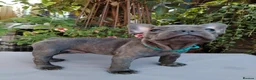 French Bulldog dogs for sale: 🐾 FRENCH BULLDOG PUPPIES | OUTSTANDING PEDIGREE • - Advert 34