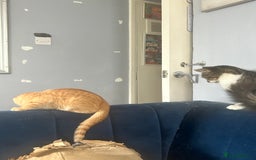 Mixed Breed cats for sale: Free only to good home  - Image 6
