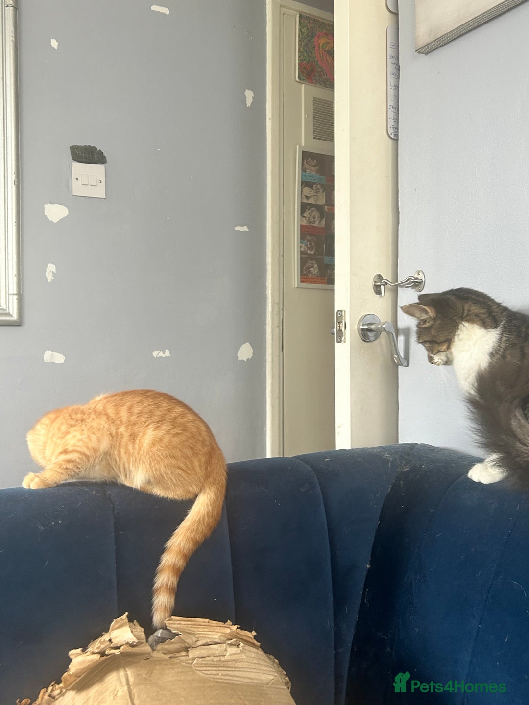 Mixed Breed cats for sale: Free only to good home  - Image 6