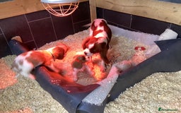Cavalier King Charles Spaniel dogs for sale: King Charles cavalier spaniel - Image 2