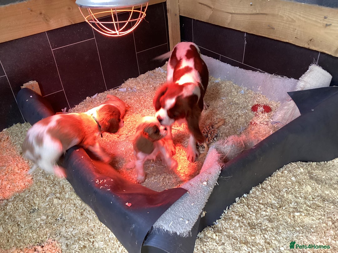 Cavalier King Charles Spaniel dogs for sale: King Charles cavalier spaniel - Image 2