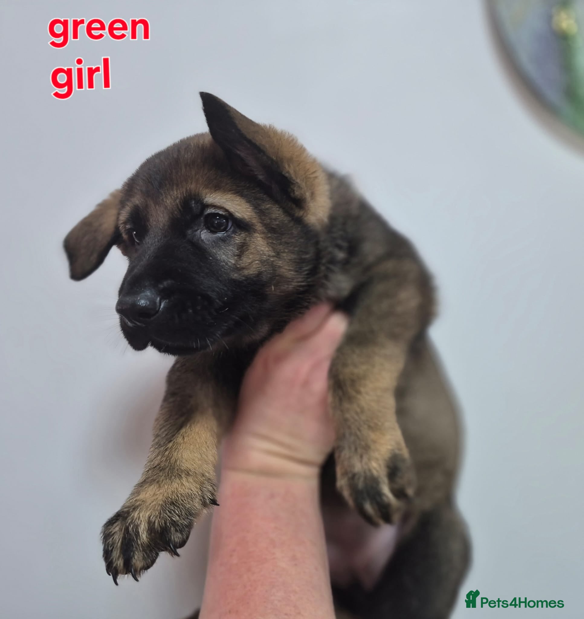 German Shepherd dogs  German Shepherd girl  - Advert 2