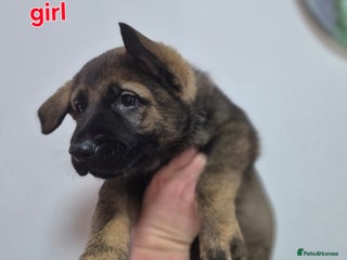 German Shepherd dogs German Shepherd girl - Advert 2