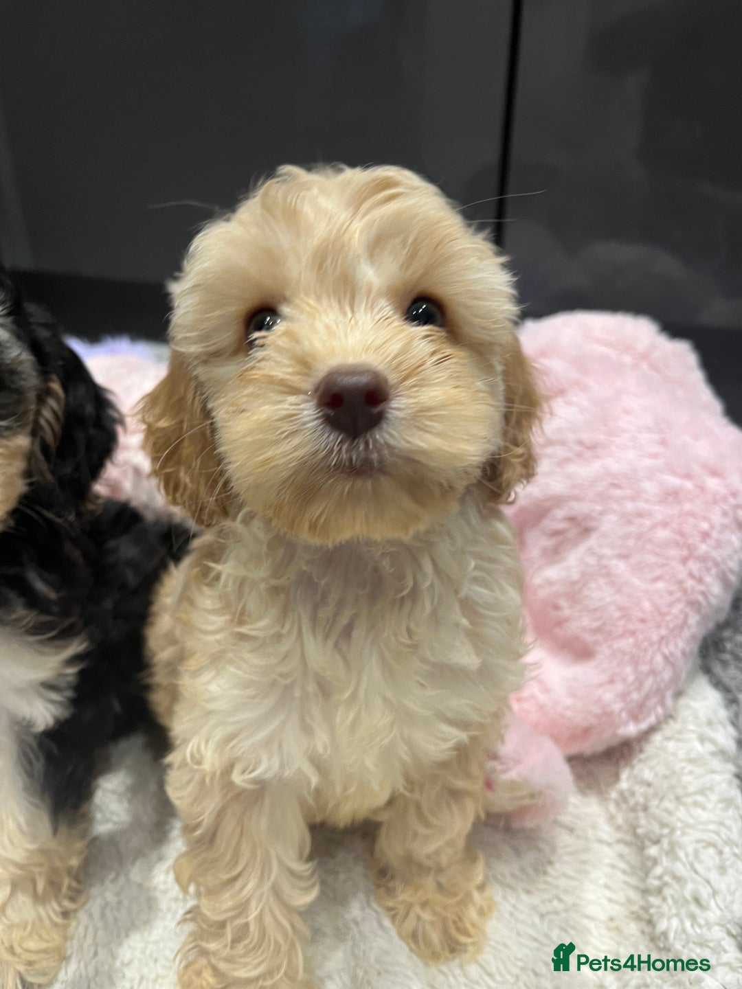 Cockapoo dogs for sale: Beautiful F1 Cockapoo puppies  - Image 19