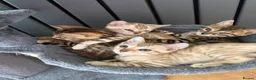 Bengal cats for sale: Bengal - Advert 16
