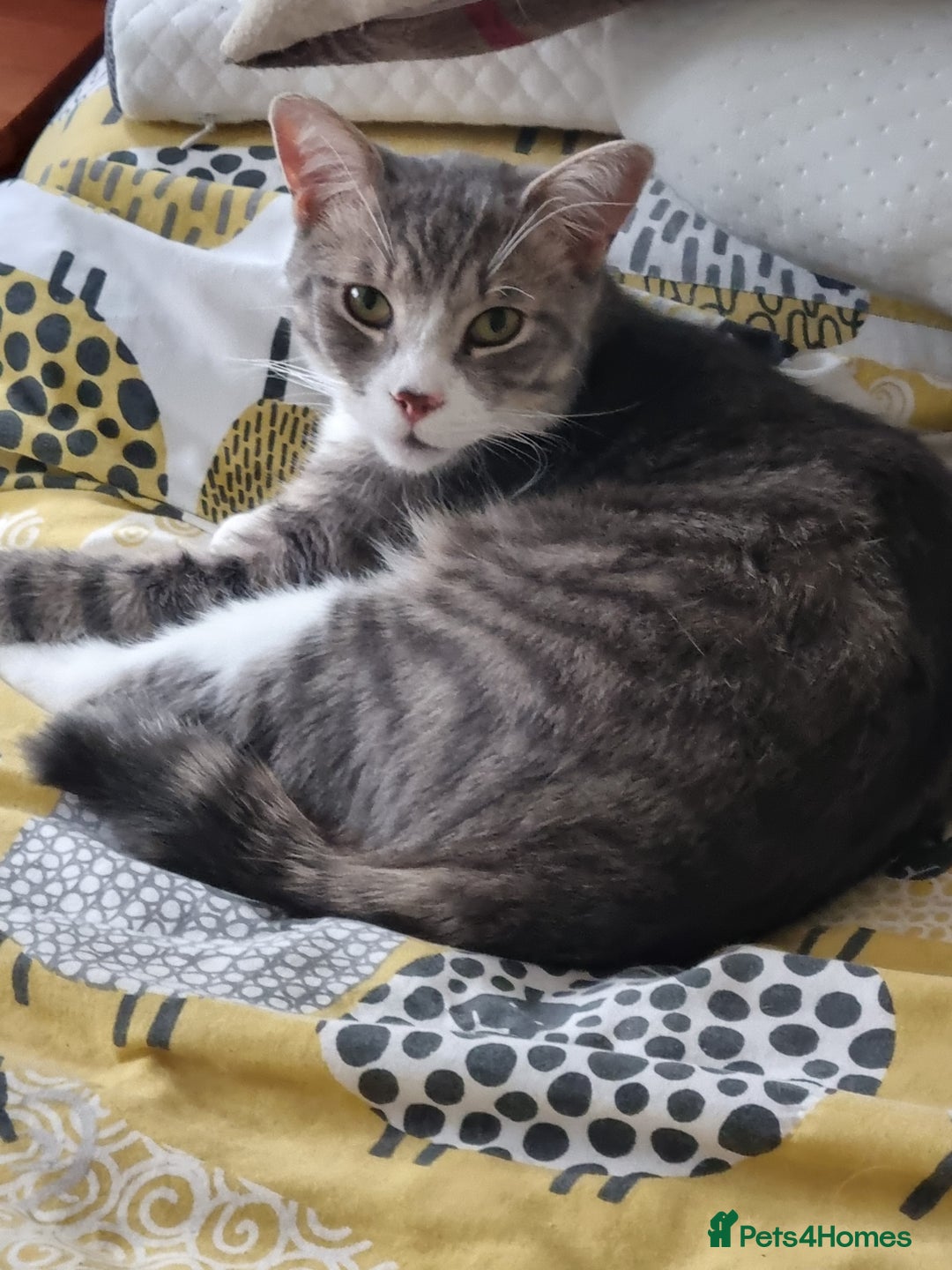 Maine Coon cats for sale: Main coon/ British short hair mix - Image 12
