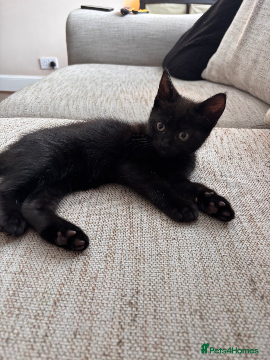 Mixed Breed cats for sale: 1/2 Ragdoll kittens - Image 2