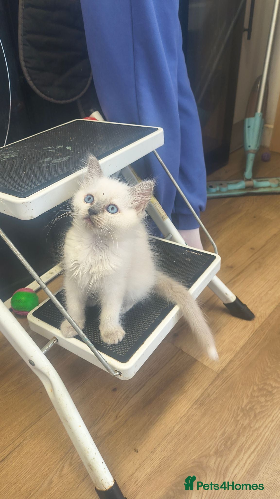 Ragdoll cats Gorgeous little of Ragdolls  - Advert 2