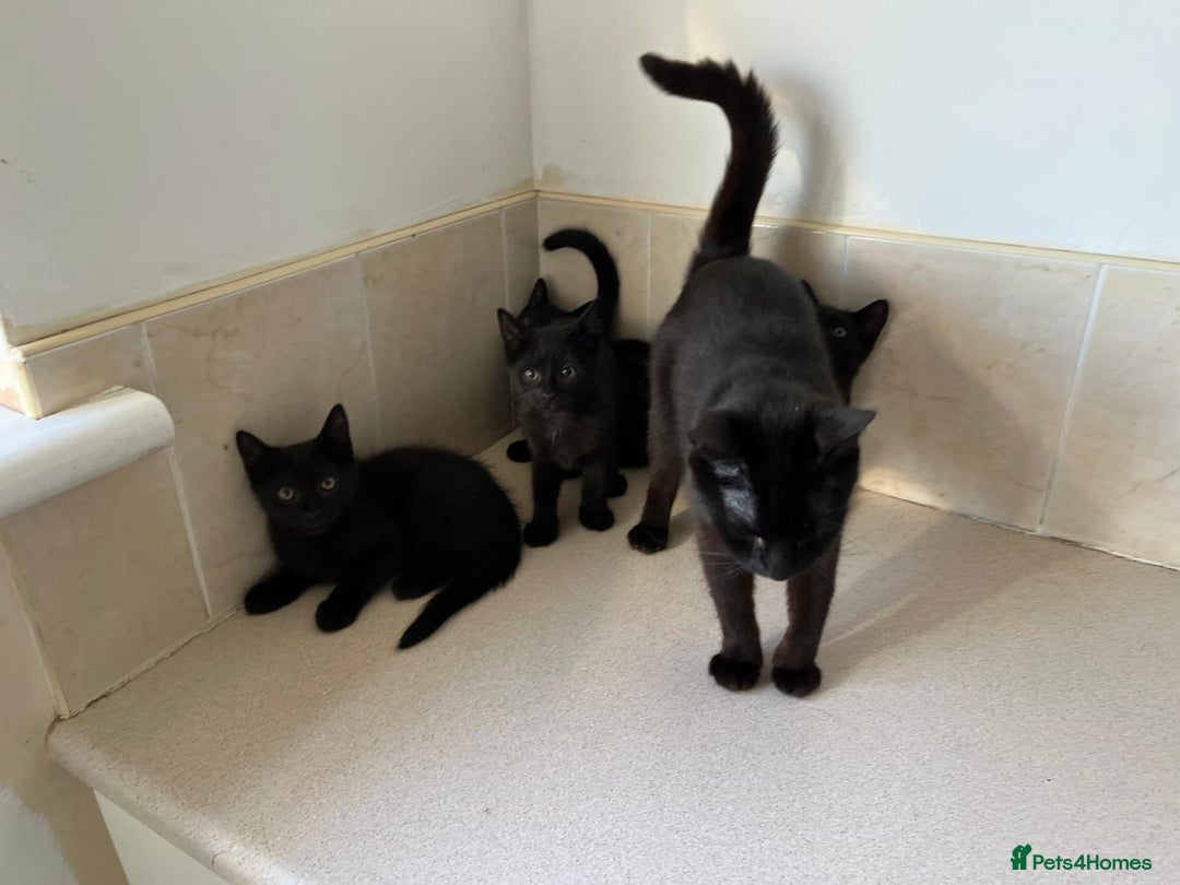 Mixed Breed cats for sale: Black Kittens For Sale  - Image 5