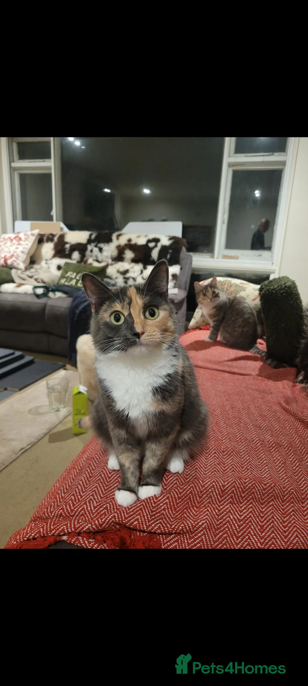 Mixed Breed cats for sale: 3 beautiful kittens left - Advert 19