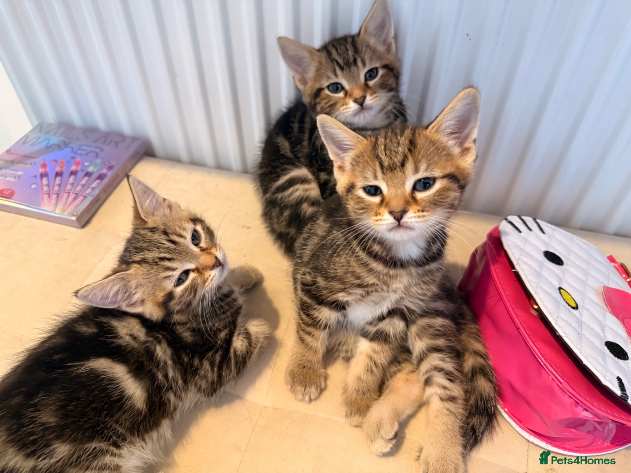 Mixed Breed cats Ready Now! Beautiful tabby kittens  - Advert 1