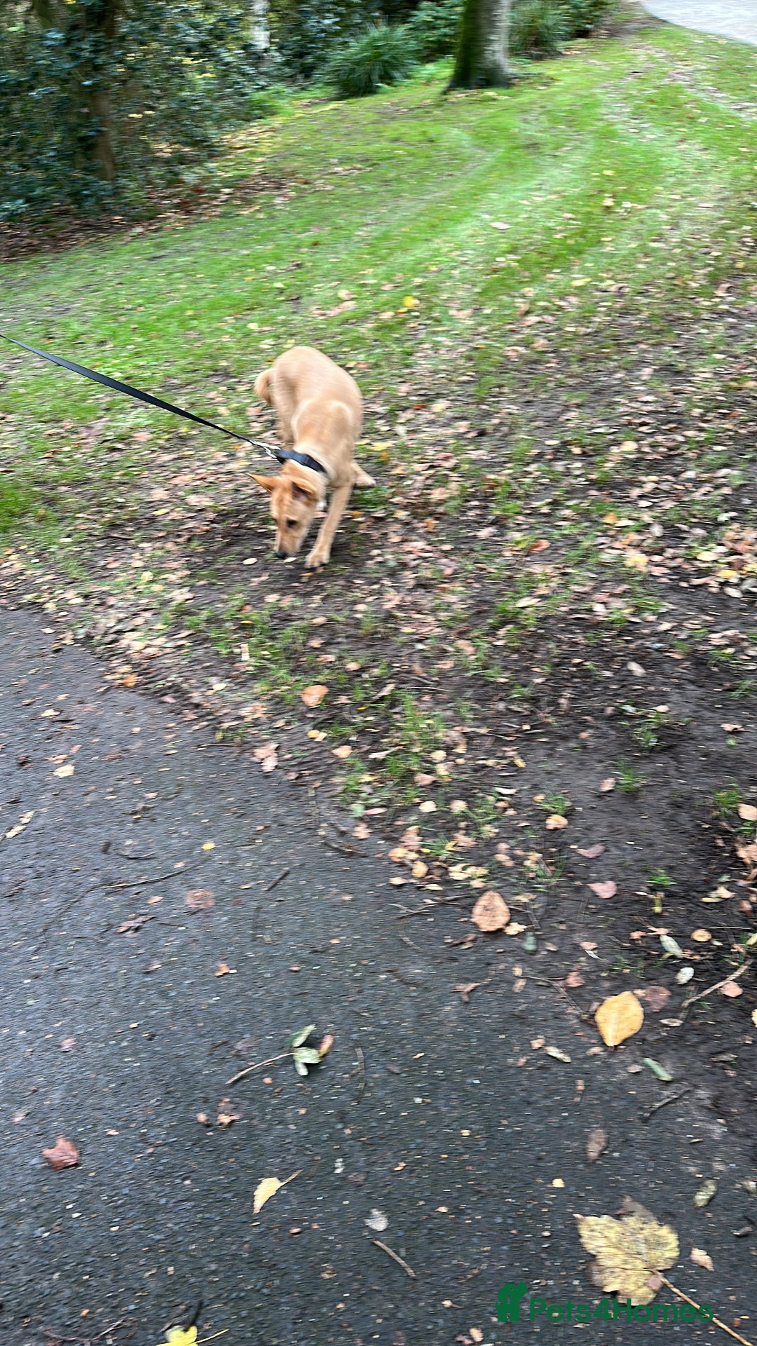 Mixed Breed dogs for sale: This is little Lexi  - Advert 6