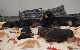 Miniature Dachshund dogs for sale: KC Register miniature dachshunds smooth coat - Image 12