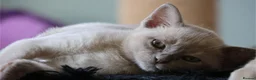 Burmese cats for sale: Beautiful playful Burmese kittens  - Advert 11