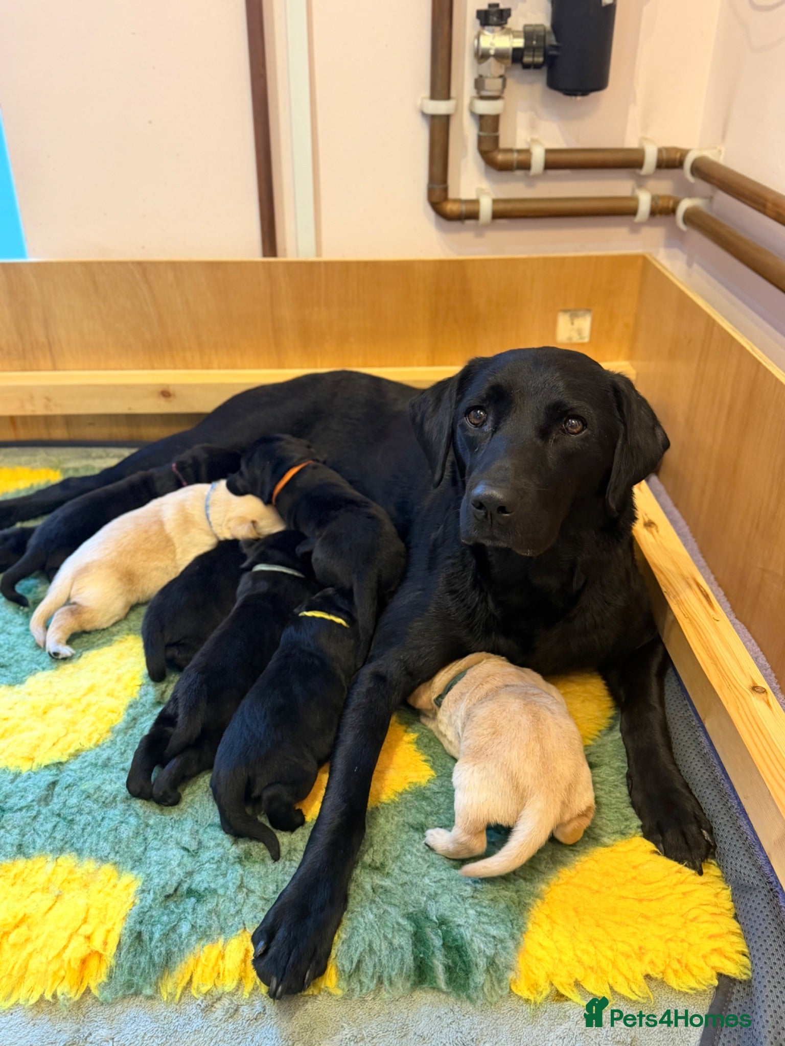 Labrador Retriever dogs 7 health tested Labrador puppies - Advert 5