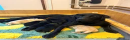 Labrador Retriever dogs for sale: 7 health tested Labrador puppies in High Wycombe - Advert 1