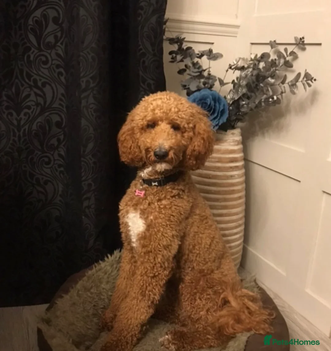 Goldendoodle dogs for sale: F1bb goldendoodle puppies  - Advert 1