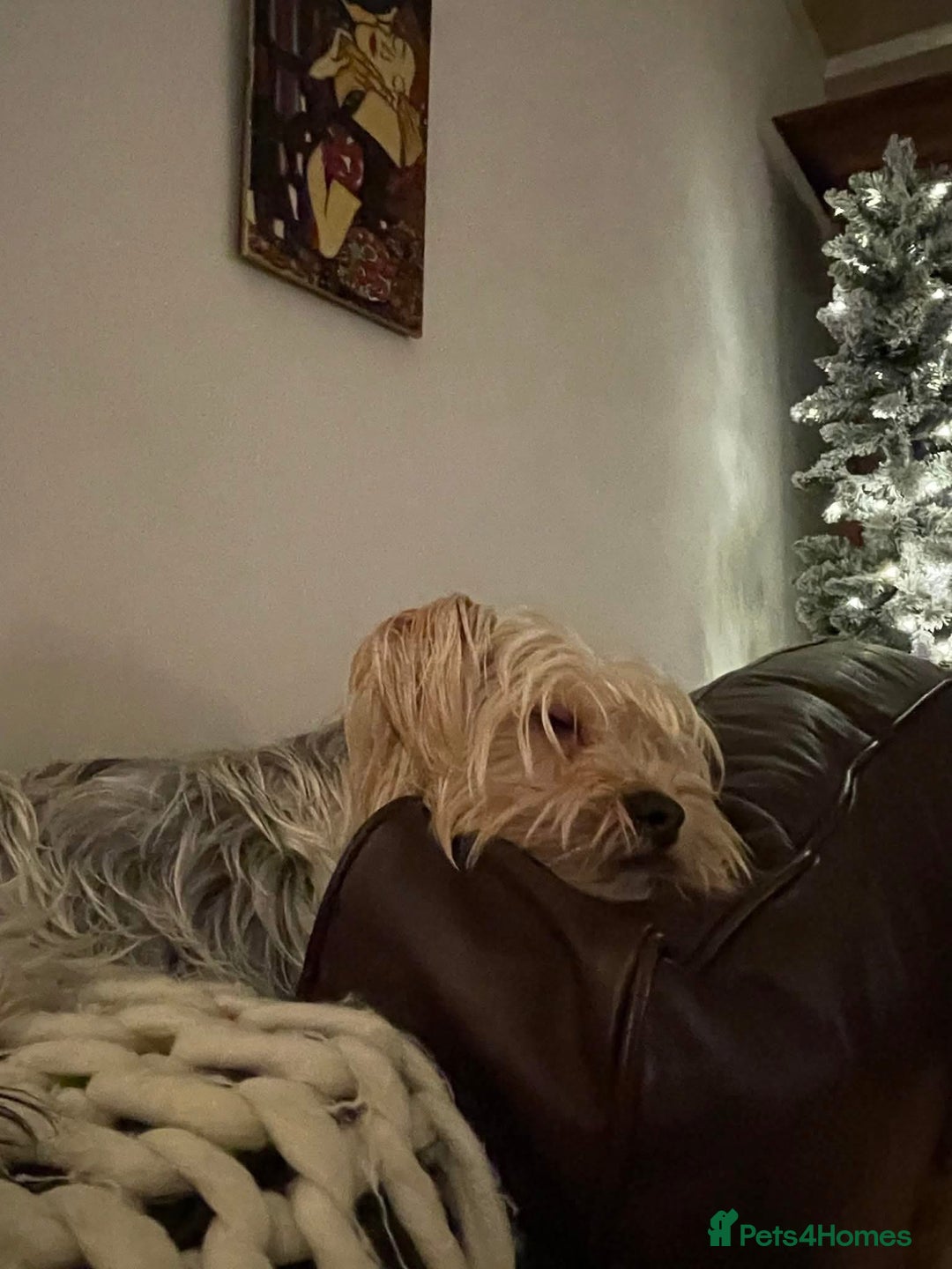 Yorkshire Terrier dogs for adoption: Posie. Hingham Norfolk  - Advert 4