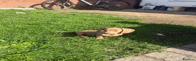 Miniature Dachshund 4