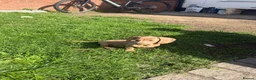 Miniature Dachshund dogs for sale: Miniature dachshund in Birmingham - Advert 3