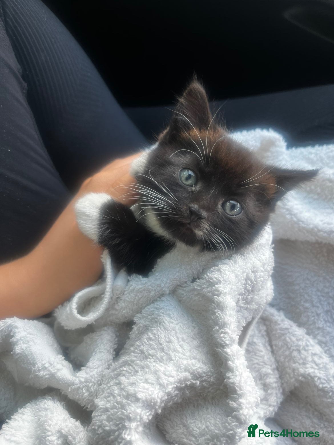 Domestic Shorthair cats Tuxedo Kitten  - Advert 5