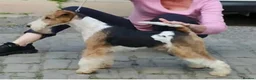 Fox Terrier dogs for stud: KC REG WIRE FOX TERRIER STUD in Todmorden - Advert 1