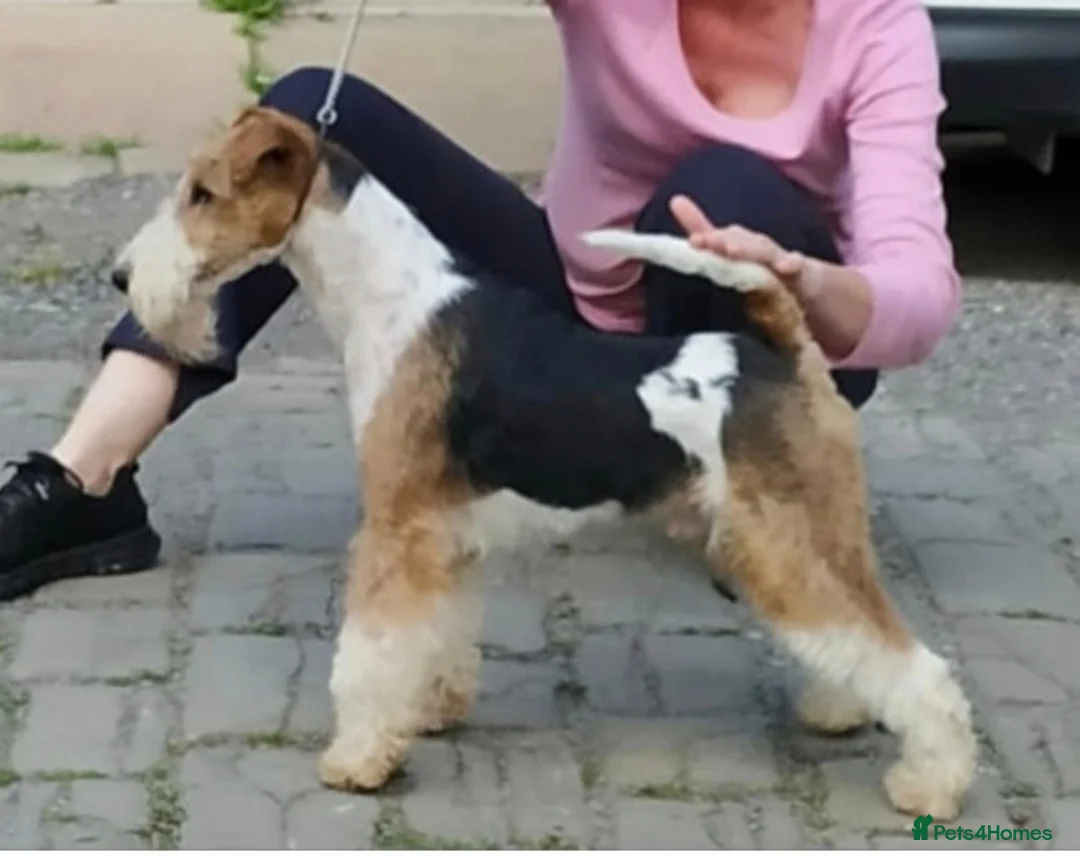 Fox Terrier dogs for stud: KC REG WIRE FOX TERRIER STUD in Todmorden - Advert 1