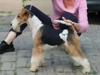 Fox Terrier dogs KC REG WIRE FOX TERRIER STUD in Todmorden - Advert 12