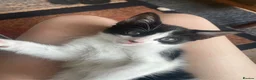 Mixed Breed cats for sale: Moo moo in Stevenage - Advert 2