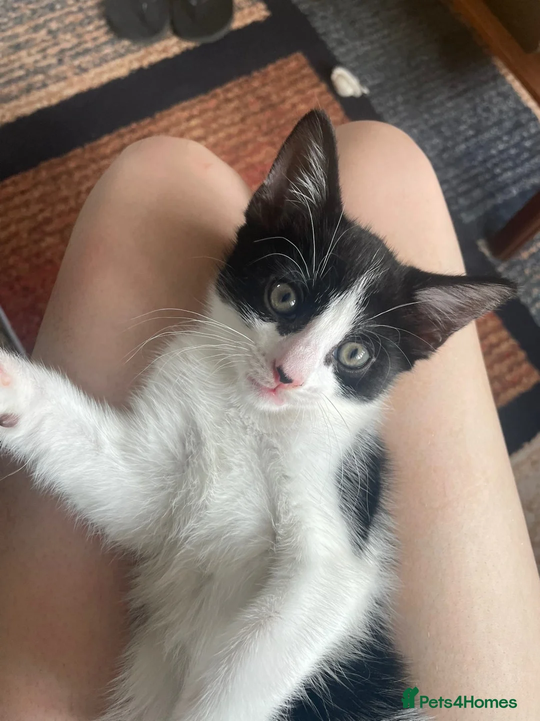 Mixed Breed cats for sale: Moo moo in Stevenage - Advert 2