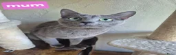 Russian Blue cats for sale: Beautiful Russian Blue kittens - Advert 2