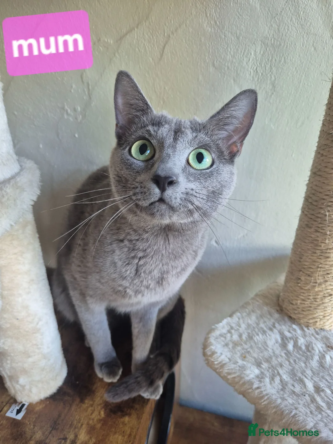 Russian Blue cats for sale: Beautiful Russian Blue kittens - Advert 2