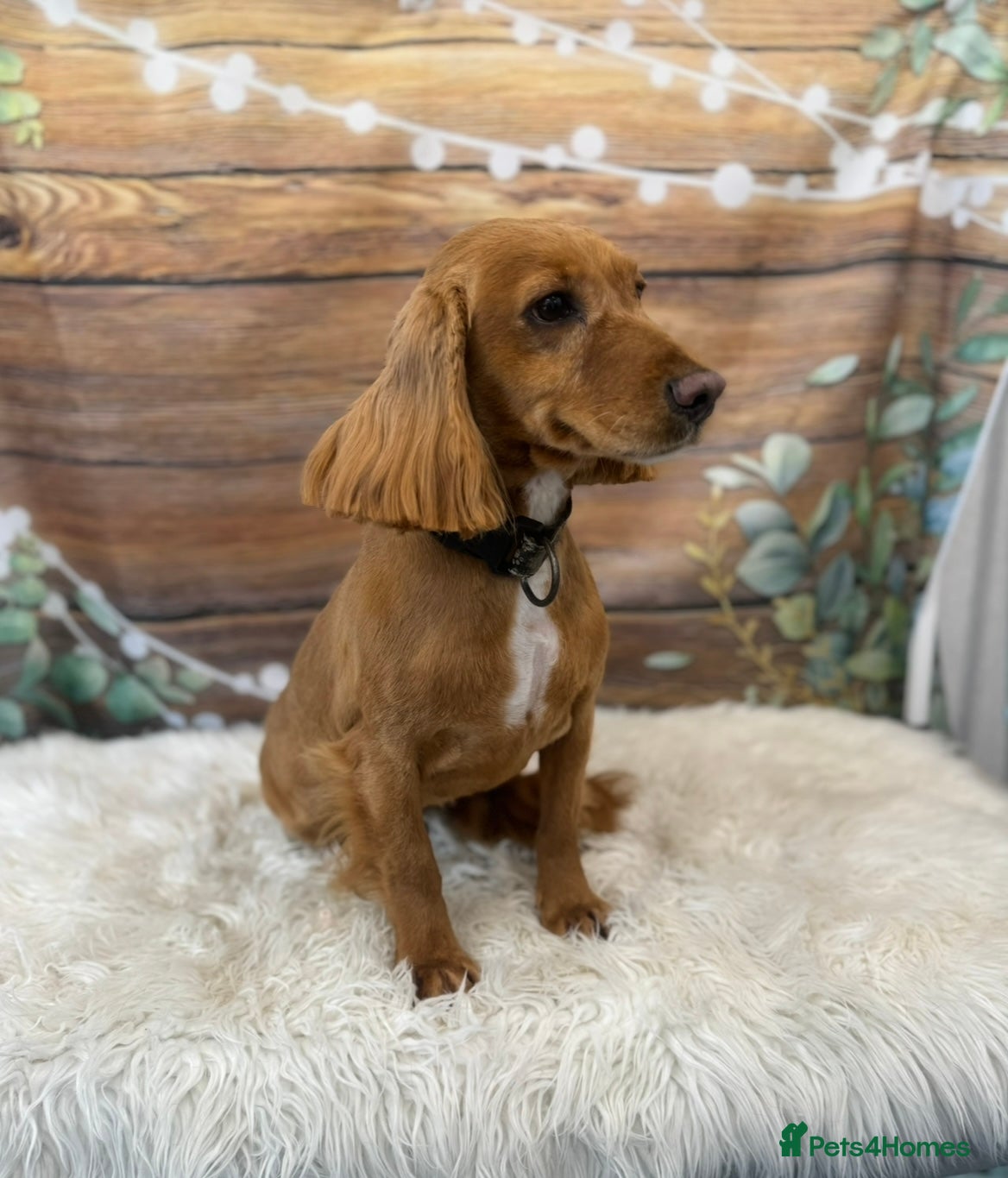 Cockapoo dogs REDUCED- Fabulous F1 cockerpoo girl - Advert 2